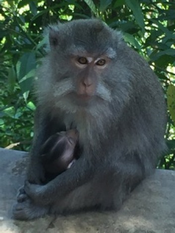 Lombok Monkey