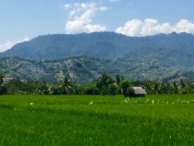 Lombok Rice Paddy