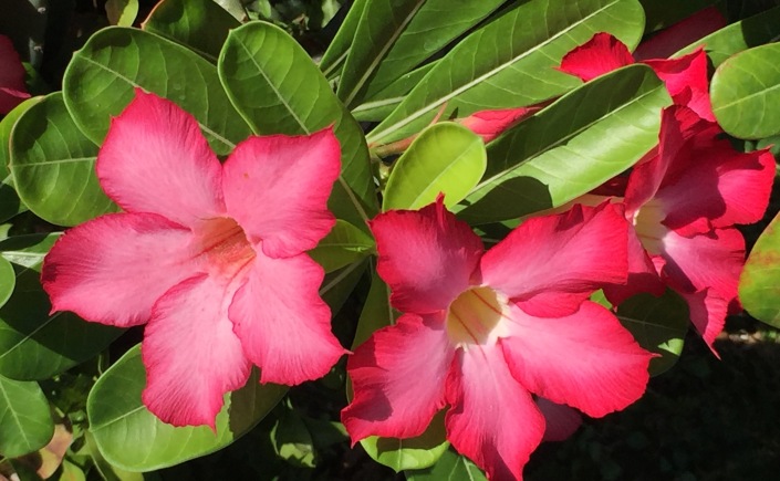 Lombok Flowers
