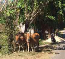 Lombok cows